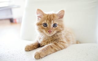 Картинка котенок, кот, маленький, кошки, кошка, кошачьи, домашние, животные, рыжий, полосатый