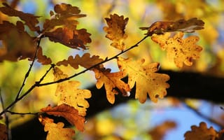 Картинка дуб, лист, растение, осень, осенние, время года, сезоны, сезонные, листья, листва, ветка, желтый