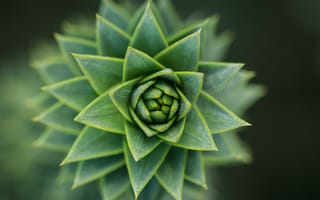Картинка суккулент, кактус, растение, природа, макро, крупный план