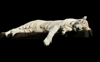 Картинка тигр, бенгальский тигр, полосатый, дикие кошки, дикий, кошки, большие кошки, большая кошка, хищник, животные, альбинос, белый, amoled, амолед, черный, сон, сонный