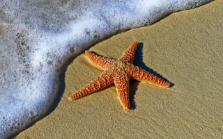 Картинка морская звезда, экзотическая, тропическая, рыба, волна, океан, море, вода, природа, берег, побережье, песок, песчаный, пляж