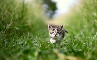 Картинка кот, кошки, кошка, кошачьи, домашние, животные, котенок, маленький, крошечный, трава, растение