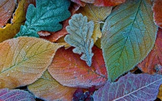 Картинка лист, листья, листва, осень, осенние, время года, сезоны, сезонные, иней, изморозь, белый, зима