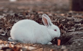 Картинка кролик, животные, животное, природа, белый, морковка