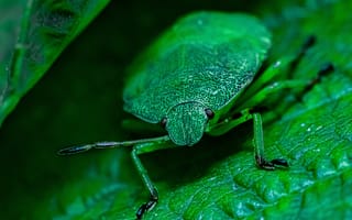 Картинка жук, насекомое, насекомые, природа, лист, растение, макро, крупный план, зеленый