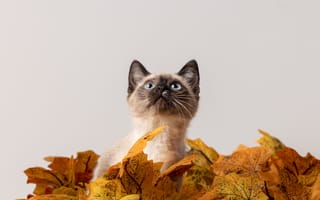Картинка кот, кошки, кошка, кошачьи, домашние, животные, котенок, маленький, осень