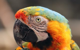 Картинка ара, макао, попугай, птица, птицы, животное, животные, цветной, разноцветный, цвета