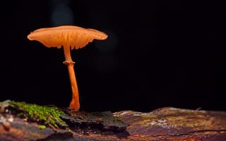 Картинка гриб, природа