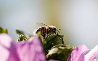 Картинка пчела, насекомое, насекомые, природа, цветок, цветущий