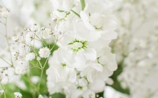Картинка цветок, цветы, растение, растения, цветочный, гипсофила, белый