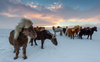 Картинка лошади, конь, животные, исландская лошадь, Исландия, лошадь, зима, снег, вечер, сумерки, закат, заход