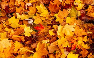 Картинка лист, листья, листва, осень, кленовый лист, клен, осенние, время года, сезоны, сезонные
