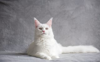 Картинка мейн-кун, порода, кошка, кот, кошки, кошачьи, домашние, животные, белый