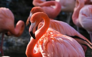 Картинка фламинго, птица, птицы, животное, животные, розовый