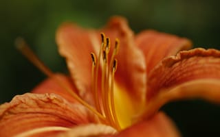 Картинка лилия, цветок, цветы, растение, растения, цветочный, макро, крупный план, оранжевый