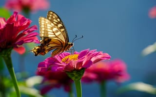 Картинка бабочка, насекомое, насекомые, природа, цветок, цветущий