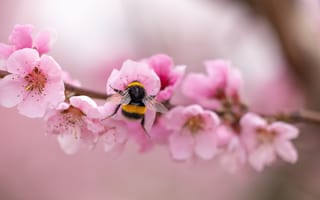 Картинка весна, весенние, время года, сезоны, сезонные, природа, цветущая вишня, сакура, цветок, цветущий, пчела, шмель, насекомое