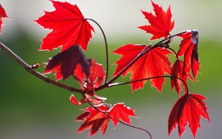Картинка кленовый лист, лист, клен, осень, осенние, время года, сезоны, сезонные, листья, листва, красный