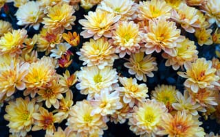 Картинка хризантема, цветок, цветы, растение, растения, цветочный