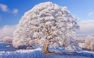 Картинка зима, зимние, время года, сезоны, сезонные, иней, изморозь, белый, дерево