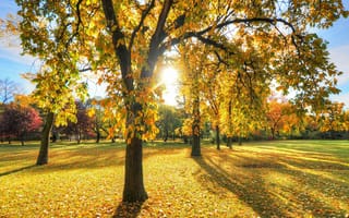 Картинка осень, осенние, время года, сезоны, сезонные, дерево