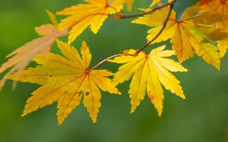 Картинка кленовый лист, лист, клен, осень, осенние, время года, сезоны, сезонные, листья, листва, желтый