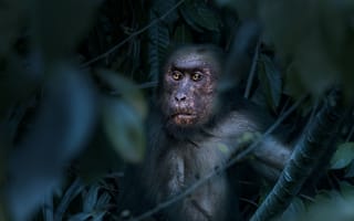 Картинка обезьяна, макака, примат, животное, животные, природа, джунгли, лес, тропический
