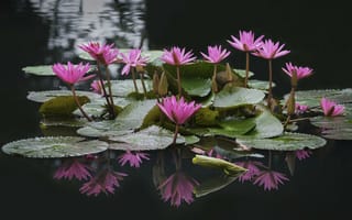 Картинка кувшинка, водяная лилия, озеро, пруд, вода, цветок, цветы, растение, растения, цветочный