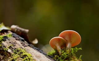 Картинка гриб, бревно, кора, мох, природа