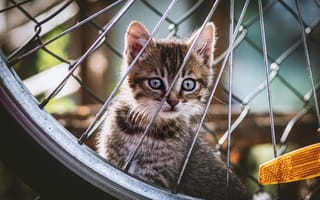 Картинка котенок, кот, маленький, кошки, кошка, кошачьи, домашние, животные, колесо