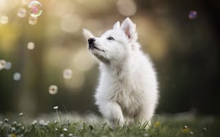 Картинка щенок, собака, собаки, пес, животное, животные, питомец, трава, растение, белый