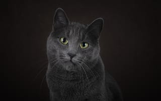 Картинка кот, кошки, кошка, русская голубая, кошачьи, домашние, животные