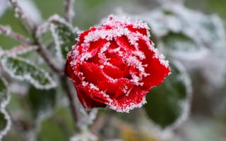 Картинка роза, цветок, цветы, растение, растения, цветочный, иней, изморозь, белый, зима, снег