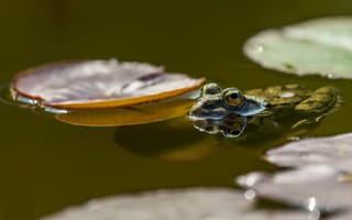Картинка лягушка, жаба, земноводные, животные, лист, растение, вода, озеро