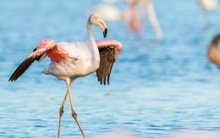 Картинка фламинго, птица, птицы, животное, животные, вода