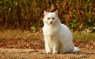 Картинка кот, кошки, кошка, кошачьи, домашние, животные, прыжок, белый