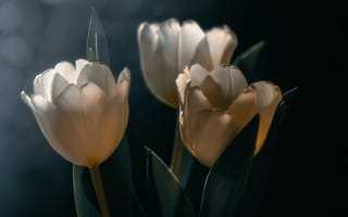 Картинка тюльпан, цветок, цветы, растение, растения, цветочный