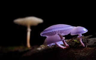 Картинка гриб, ночь, темнота, свечение, природа