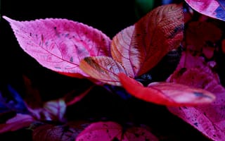 Картинка лист, растение, природа, осень