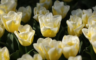 Картинка тюльпан, цветок, цветы, растение, растения, цветочный, белый