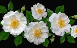 Картинка цветок, цветы, растение, растения, цветочный, роза, белый