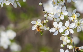 Картинка весна, весенние, время года, сезоны, сезонные, природа, цветущая вишня, сакура, цветок, цветущий, пчела, насекомое