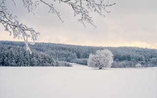 Картинка зима, зимние, время года, сезоны, сезонные, снег, пейзаж, природа, лес, деревья, дерево