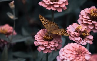 Картинка бабочка, насекомое, насекомые, природа, цветок, цветущий