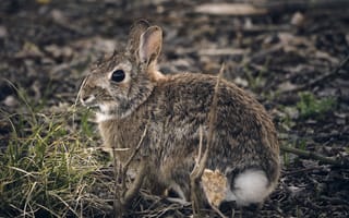 Картинка заяц, кролик, животные, животное, природа