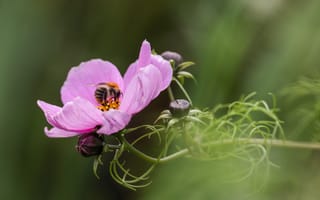 Картинка космея, цветок, цветы, растение, растения, цветочный, пчела, насекомое