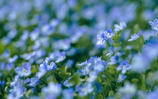 Картинка незабудки, незабудка, маленькие, голубые, цветок, весна, цветы, растение, растения, цветочный, луг, синий