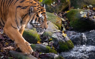 Картинка тигр, полосатый, дикие кошки, дикий, кошки, большие кошки, большая кошка, хищник, животные, осень