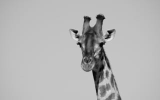 Картинка жираф, животные, животное, природа, черно-белый, черный, монохром, монохромный
