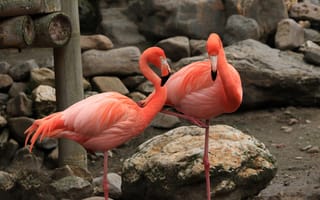 Картинка фламинго, птица, птицы, животное, животные, пара, двое, розовый